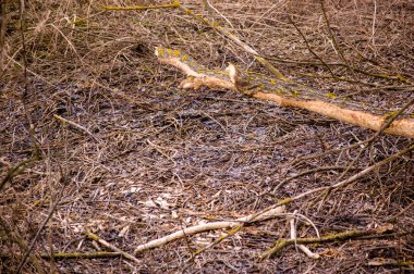 Nehrin kıyısında kunduzların yaşadığı yer..