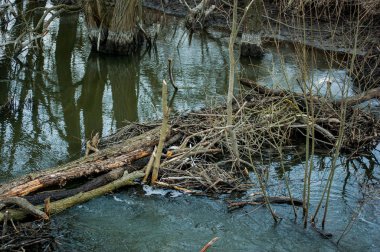 Nehrin kıyısında kunduzların yaşadığı yer..