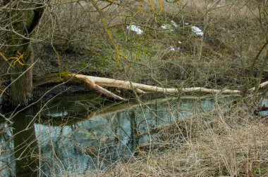 Nehrin kıyısında kunduzların yaşadığı yer..