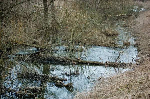 La zone près de la rivière où vivent les castors . — Photo