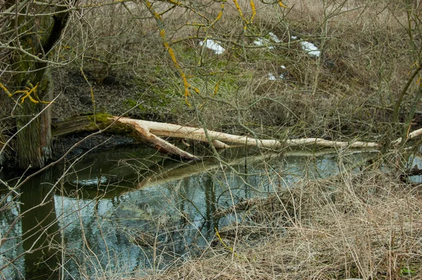 La zone près de la rivière où vivent les castors . — Photo