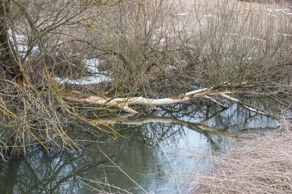 Obszar w pobliżu rzeki, gdzie żyją bobry. — Zdjęcie stockowe