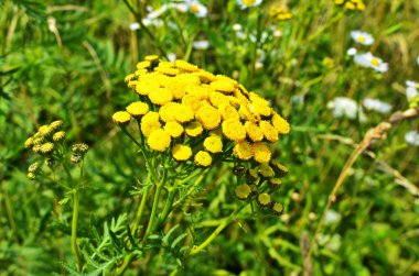 Vahşi bitkisel tansi (lat. Tanasetum vulgare).