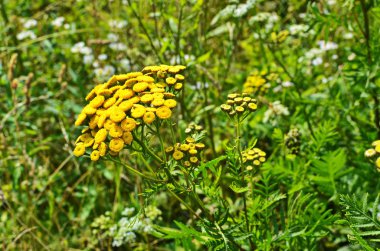 Vahşi bitkisel tansi (lat. Tanasetum vulgare).