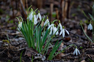 Kar damlası veya yaygın kar damlası (Galanthus nivalis).