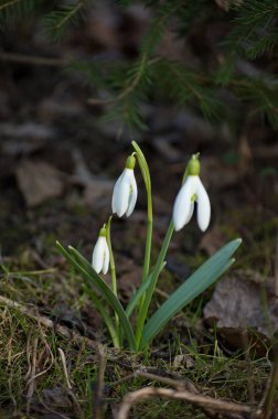 Kar damlası veya yaygın kar damlası (Galanthus nivalis).
