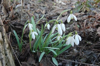 Kar damlası veya yaygın kar damlası (Galanthus nivalis).