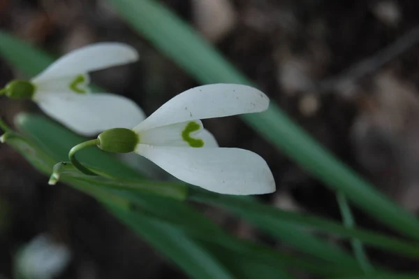 Sneeuwklokje (Galanthus nivalis) bloemen. — Stockfoto