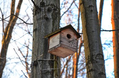 Kuş yuvası, yuva kutusu, taze yeşil orman