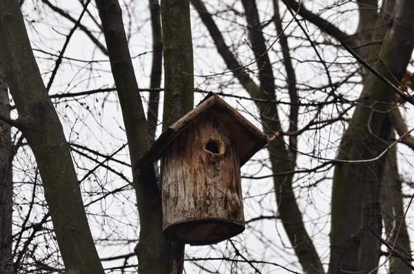 Bird's nest, nest box, fresh-green forest