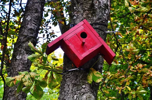 Bird\'s nest, nest box, fresh-green forest