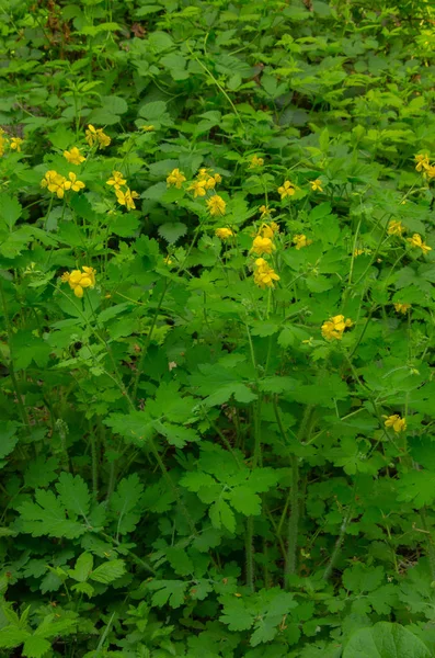 큰 애기똥풀 (애기똥풀 majus, tetterwort, nipplewort 또는 swallowwort) — 스톡 사진