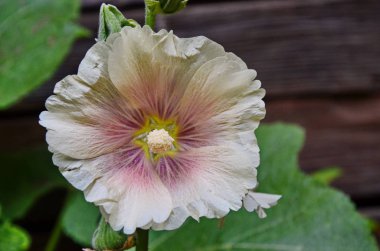 Hollyhock çiçekler yakın.