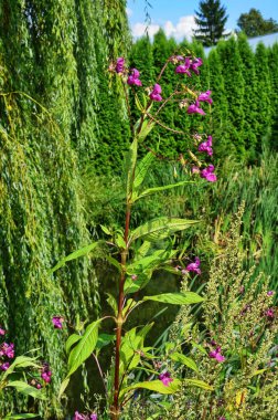 Himalaya Balsam - Impatiens glandulifera Invasive nehir kenarı bitkisi