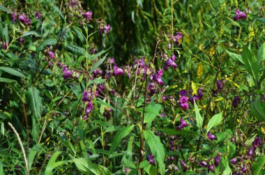 Himalaya Balsam - Impatiens glandulifera Invasive nehir kenarı bitkisi