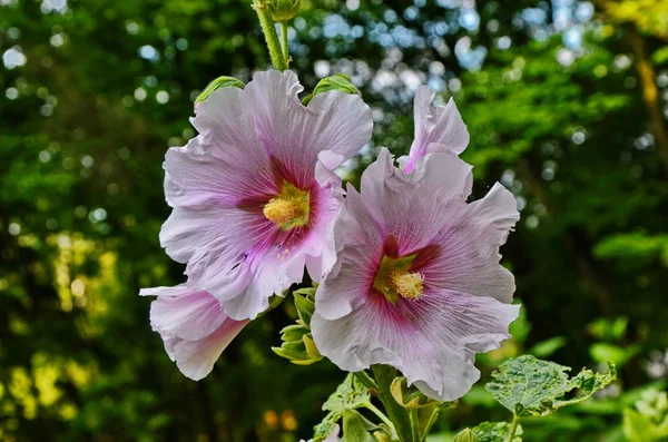 Hollyhock flores de perto . — Fotografia de Stock