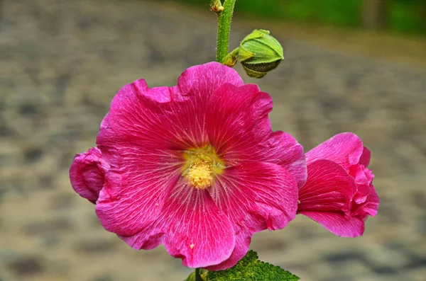 Hollyhock flores de perto . — Fotografia de Stock