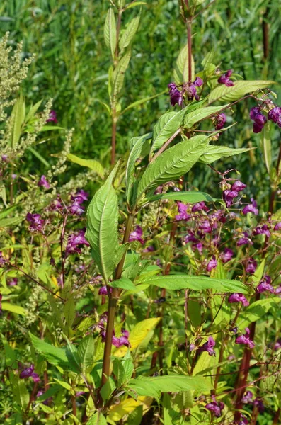 Himalayan Balsam - Impatiens glandulifera Invasive riverside plant — Stock Photo, Image