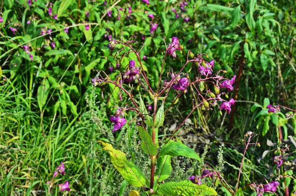 Himalaya Balsam - Impatiens glandulifera Invasieve planten langs de rivier — Stockfoto