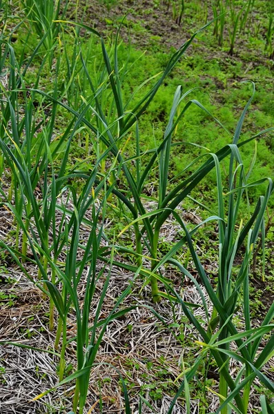 Farming and agriculture, young garlic grow in the garden.