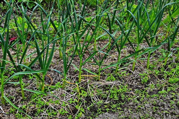 Agricultura y agricultura, el ajo joven crece en el jardín . —  Fotos de Stock