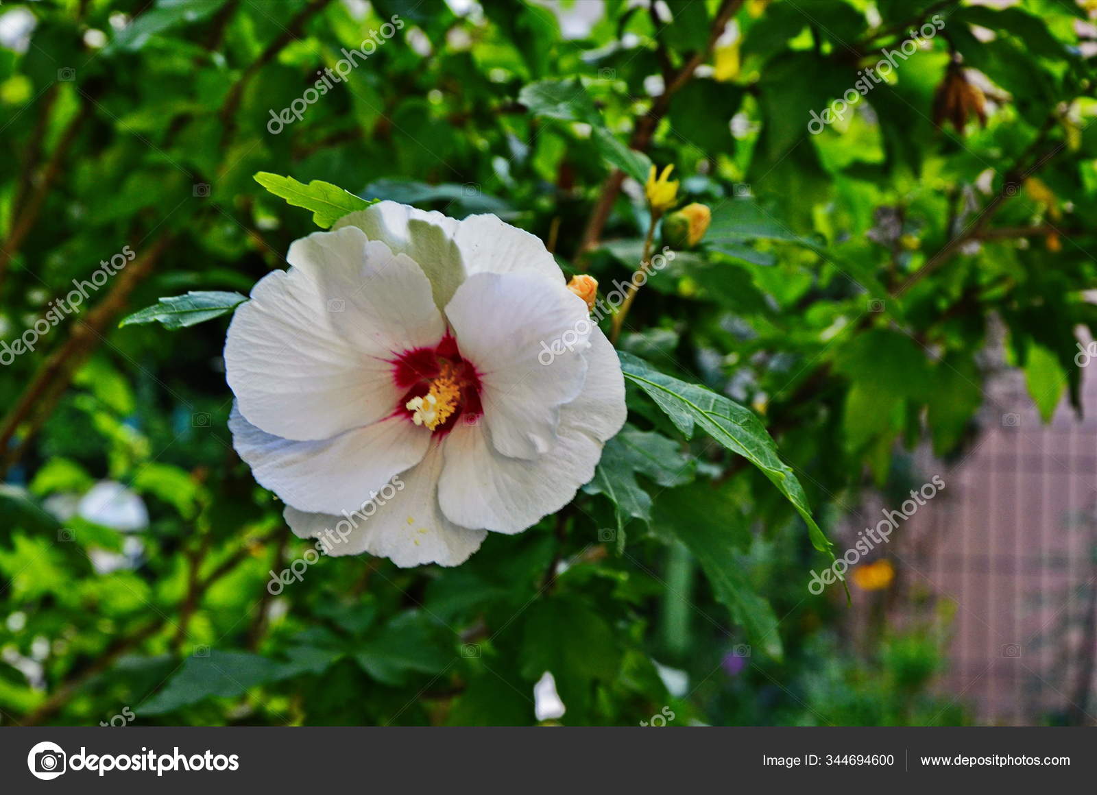 1 Cotton Rosemallow Stock Photos Free Royalty Free Cotton Rosemallow Images Depositphotos 1 Cotton Rosemallow Stock Photos Free Royalty Free Cotton Rosemallow Images Depositphotos