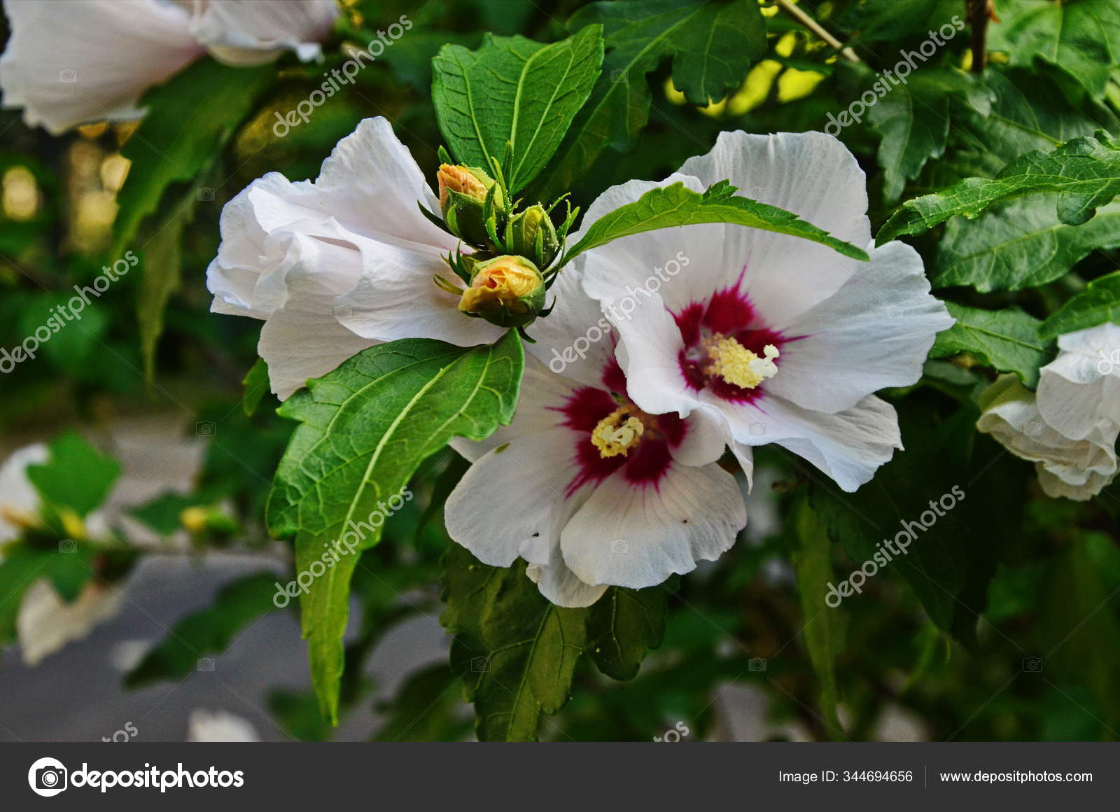 1 Cotton Rosemallow Stock Photos Free Royalty Free Cotton Rosemallow Images Depositphotos 1 Cotton Rosemallow Stock Photos Free Royalty Free Cotton Rosemallow Images Depositphotos