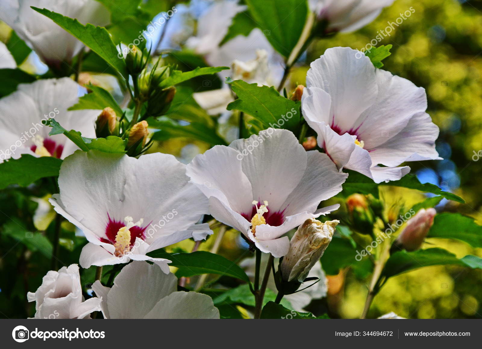 Hibiscus Mutabilis Changing Rose Confederate Rose Dixie Rosemallow Or Cotton Rosemallow Flower And Buds On A Branch Stock Photo Image By C Weha