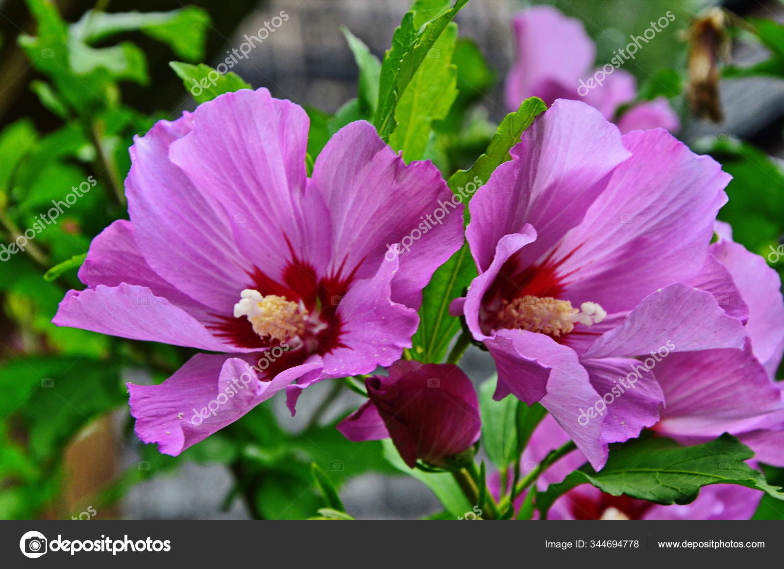1 Cotton Rosemallow Stock Photos Free Royalty Free Cotton Rosemallow Images Depositphotos 1 Cotton Rosemallow Stock Photos Free Royalty Free Cotton Rosemallow Images Depositphotos
