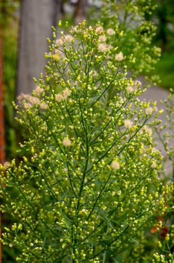Canadian Horseweed (Conyza canadensis)