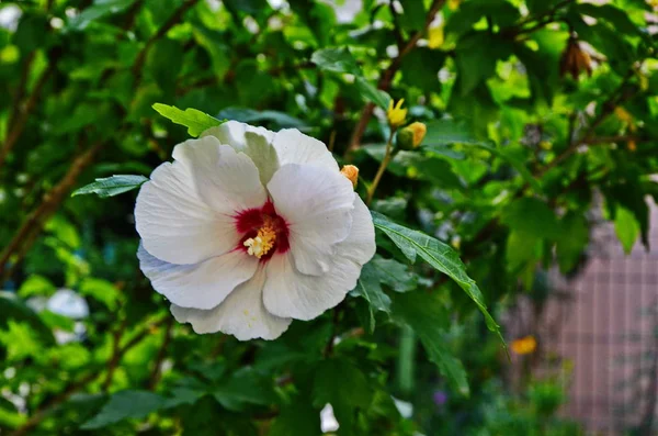 Hibiscus mutabilis - Rosa cangiante, rosa confederata, Dixie rosemallow o fiore di rosmarino di cotone e boccioli su un ramo . — Foto Stock