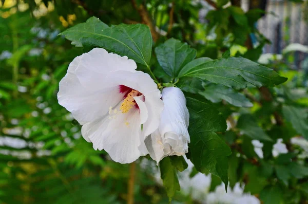 Hibiscus mutabilis - Rosa cambiante, rosa confederada, rosa Dixie rosemallow o flor y brotes de algodón rosemallow en una rama . — Foto de Stock