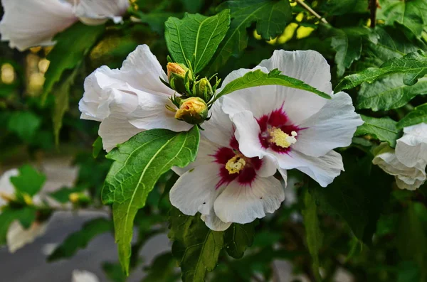 Hibiscus mutabilis - 변화 무타 빌리스 장미, 남군 장미, 딕시 로즈메리 또는 목화 로즈메리 꽃과 가지에 봉오리. — 스톡 사진