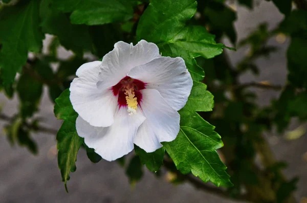 Hibiscus mutabilis - Mudando rosa, rosa confederada, alecrim Dixie, ou flor de alecrim de algodão e botões em um ramo . — Fotografia de Stock