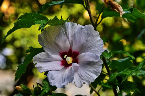 Hibiscus mutabilis - Mudando rosa, rosa confederada, alecrim Dixie, ou flor de alecrim de algodão e botões em um ramo . — Fotografia de Stock