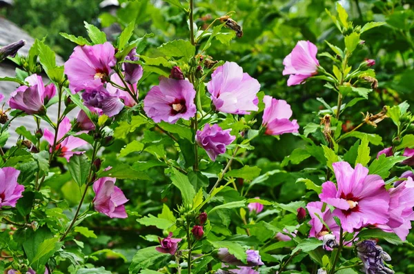 Hibiscus mutabilis - Changing rose, confederate rose, Dixie rosemallow, or cotton rosemallow flower and buds on a branch. — Stock Photo, Image