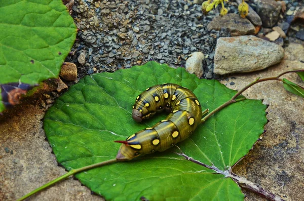 Niedrige Seitenansicht der Wolfsmilchschwärmerraupe (Hyles euphorbiae)) — Stockfoto