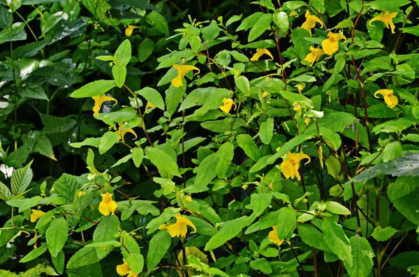 Impatiens noli-tangere - дика рослина. Цвітіння рослини влітку . — стокове фото