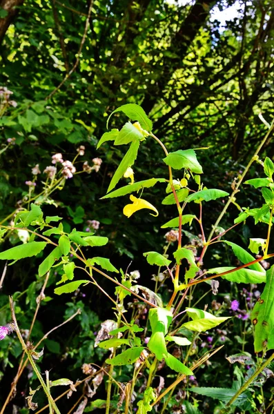 Impatiens noli-tangere - дикое растение. Растение цветет летом . — стоковое фото