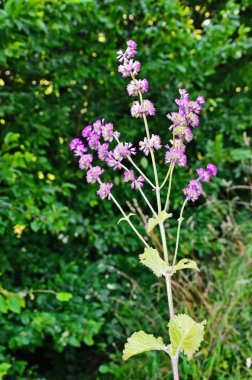 Vahşi doğada, Salvia verticillata otları arasında çiçek açar.