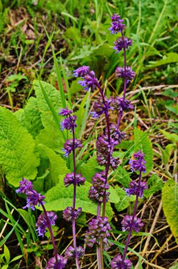 Vahşi doğada, Salvia verticillata otları arasında çiçek açar.