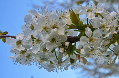 Çiçek açan kiraz ağacı, Prunus avium, baharda