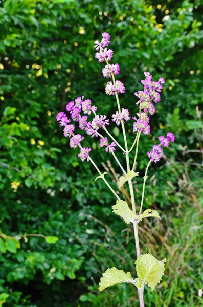 In natura fiorisce tra le erbe Salvia verticillata — Foto Stock