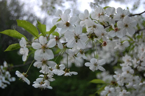 Cerisier en fleurs, Prunus avium, au printemps — Photo