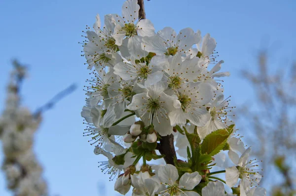 Virágzó cseresznyefa, Prunus avium, tavasszal — Stock Fotó