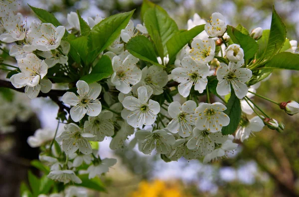 Blommande körsbärsträd, Prunus avium, på våren — Stockfoto