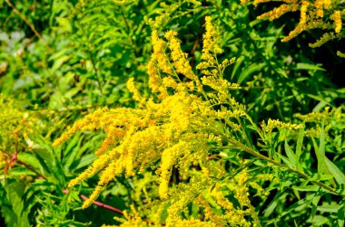 Solidago virgaurea çiçek çiçeklenme yaz bahçe içinde sarı