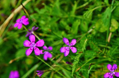 Yaz otlağında pembe dianthus (Dianthus deltoides)