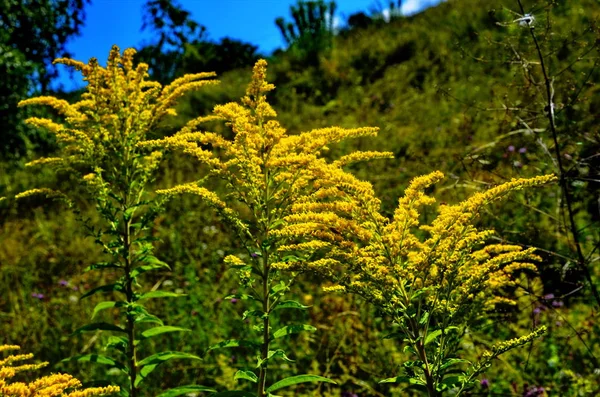Gelbe Solidago virgaurea Blume im blühenden Sommergarten — Stockfoto