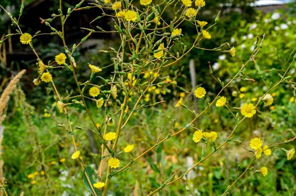 Pappus emplumado y flores exageradas de Cirsium arvense también llamado cardo rastrero — Foto de Stock